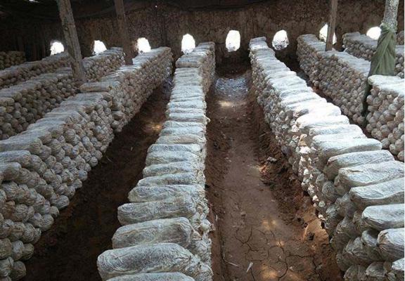 袋栽灵芝发菌期需要注意什么？