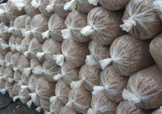 袋栽灵芝如何拌料装袋？