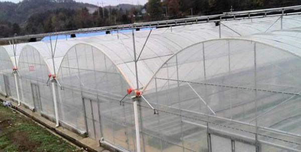 大棚栽培灵芝有什么优点，灵芝大棚如何搭建？