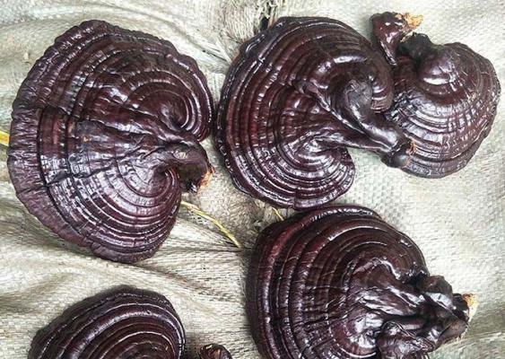 怎么保存灵芝不发霉生虫？