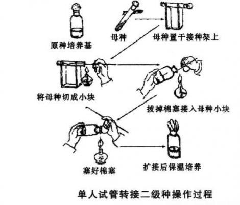 灵芝菌种污染如何防止？