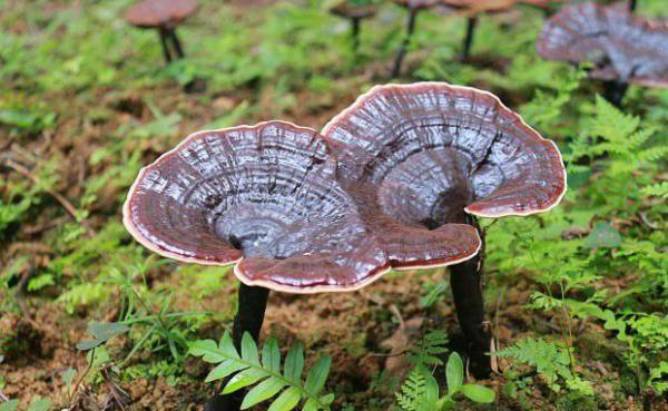 灵芝生长、发育需要的生长素有几种？