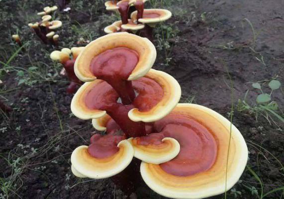 灵芝生理性病害有哪些症状？