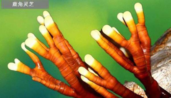 灵芝畸形的原因是什么，如何防治灵芝畸形？