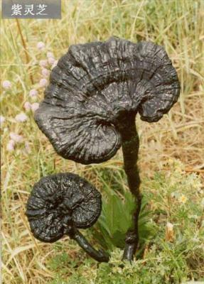 哪些灵芝品种可以使用？