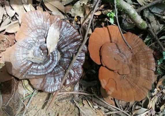 灵芝临床上可以治疗哪些疾病？