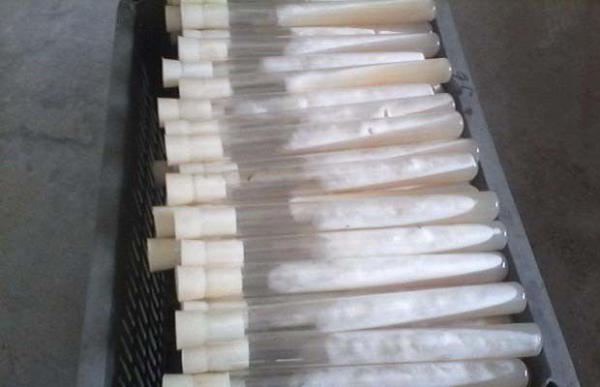 制作灵芝菌种需要准备哪些药品？