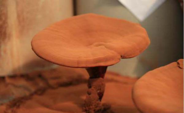 灵芝什么时候产生孢子？灵芝孢子怎么收集？