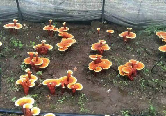 栽培灵芝用的消毒剂如何配制？