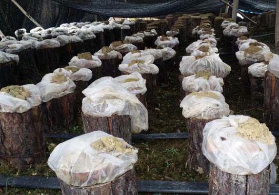 用灵芝段木栽培什么时候接种好?