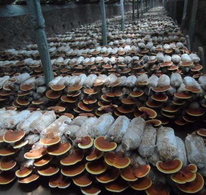 栽培灵芝固体培养基含水量多少适宜？