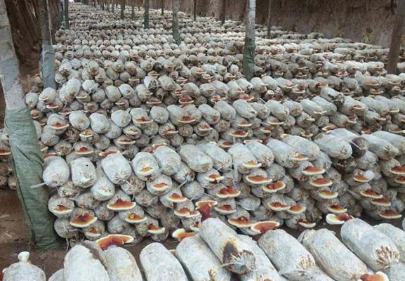 灵芝菌袋培养多长时间菌丝可以长满培养料？