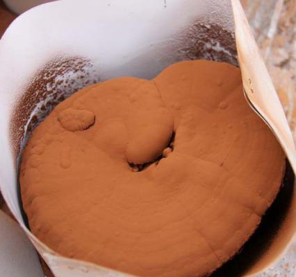 如何用组织分离法制备灵芝母种？