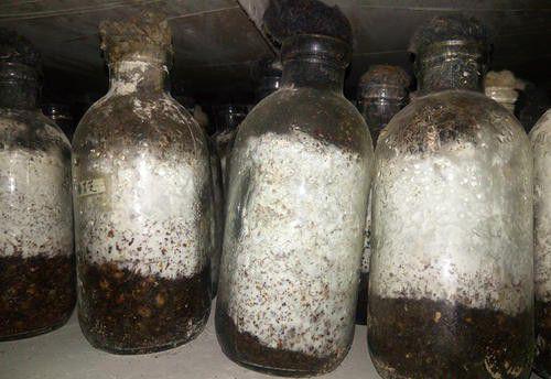 怎样制备灵芝栽培种？