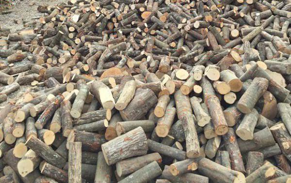 灵芝短段木熟料栽培应注意哪些方面？