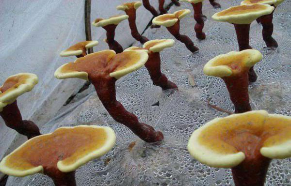 灵芝代料栽培什么时候种？什么时候采收？