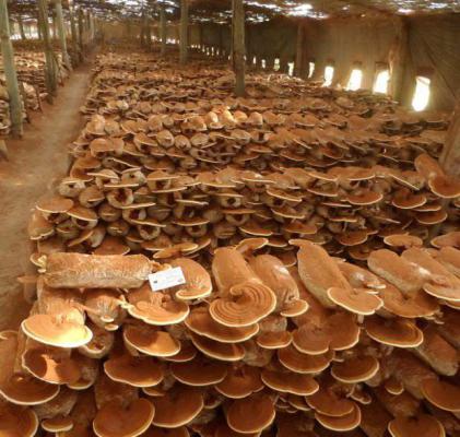 灵芝室内立体栽培出芝期如何管理？