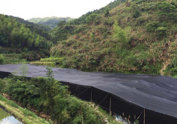 灵芝室外保护地栽培有哪些特点？