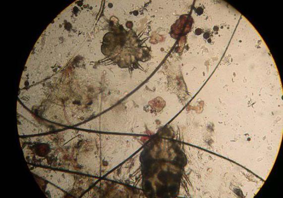 种植灵芝如何防治蒲螨？