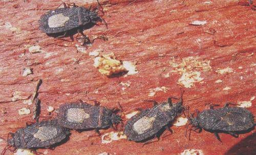 种植灵芝膜喙扁蝽如何防治？