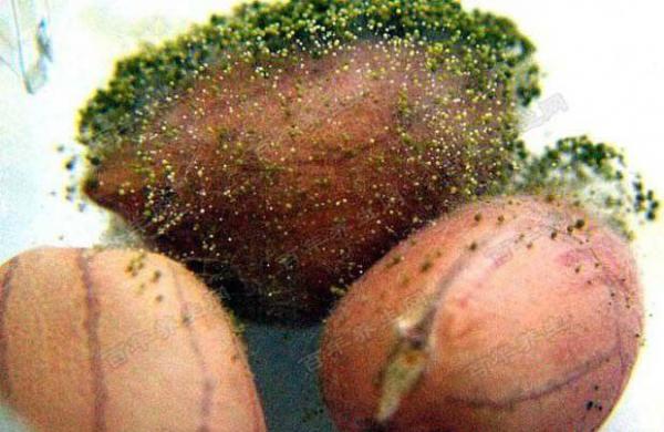 种植灵芝如何防治黄曲霉？