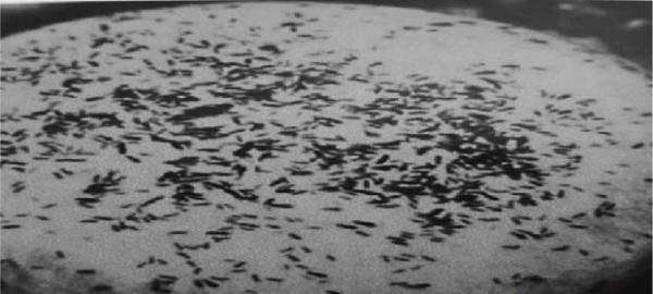 种植灵芝如何防治跳虫？