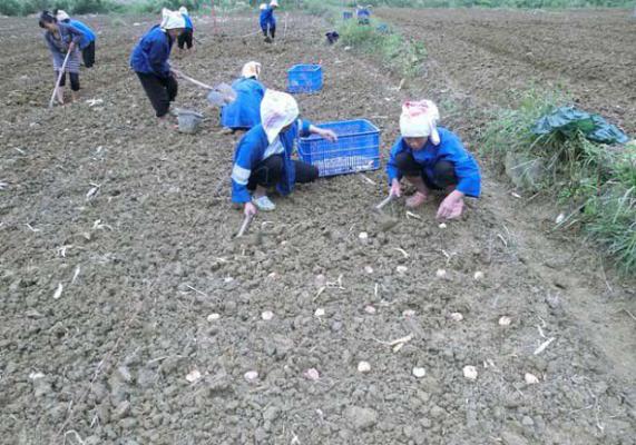 百合种植时间和种植方法
