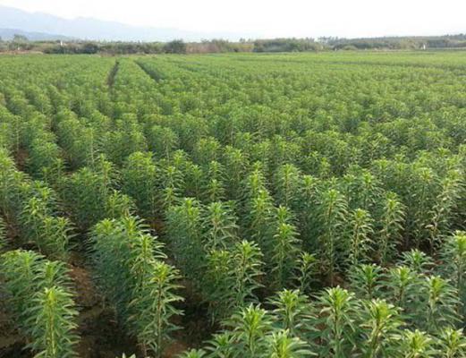 种植兰州百合要不要施钾肥，每亩施多少公斤？