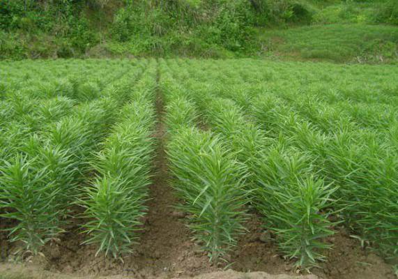 龙牙百合怎么种植，龙牙百合什么时候种植？