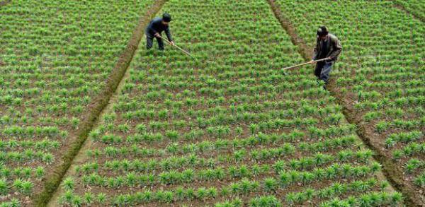 种植食用百合在5月份如何管理？