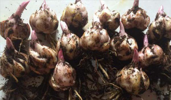 种植百合高产的关键技术是什么？