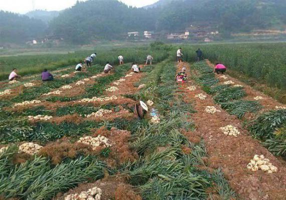 百合什么时间采收，百合要怎么采收？