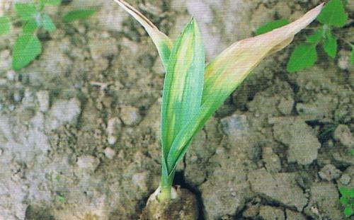 百合刺足根螨用什么药可以防治？