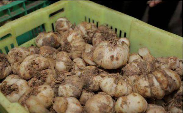 新鲜百合如何保存，百合可以放多久？