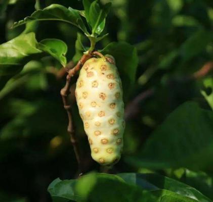 诺丽果汁加工方法是怎么样，诺丽果汁有什么优缺点？