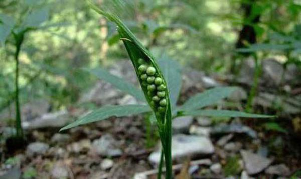 半夏种子怎么样贮藏最好，半夏种子有几种贮藏方法？