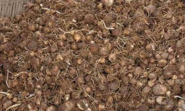 半夏种茎如何选购？