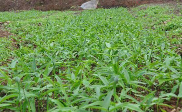 半夏种植几年可以收获？