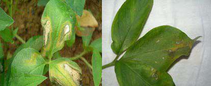 半夏叶斑灰霉病用什么药防治？