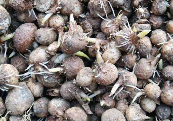 半夏种植前如何催芽？