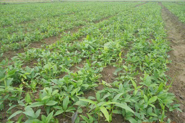 半夏的生长习性是怎么样？