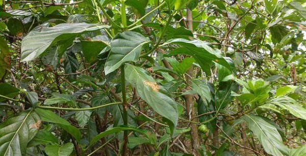 诺丽如何扦插育苗？