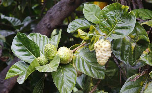 气温多少度诺丽果树会受冻害？