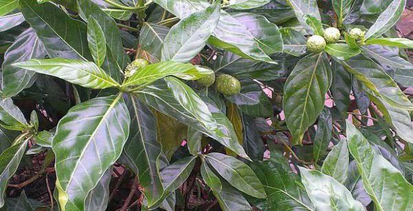 诺丽果长怎么样？