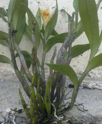 双晖1号铁皮石斛品种好不好？