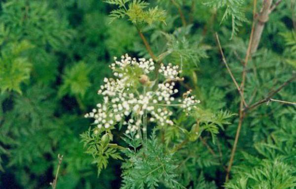 绿芎1号川芎品种好不好？