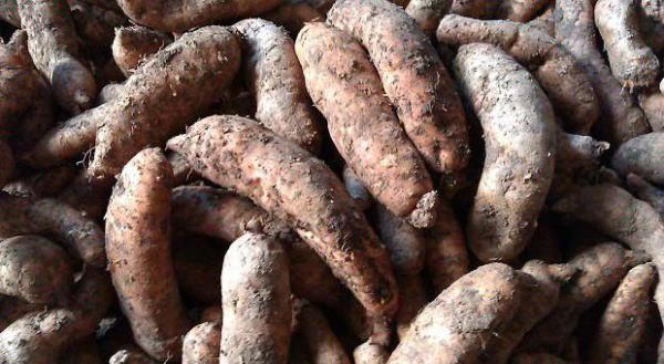 川天麻金红1号品种好不好？