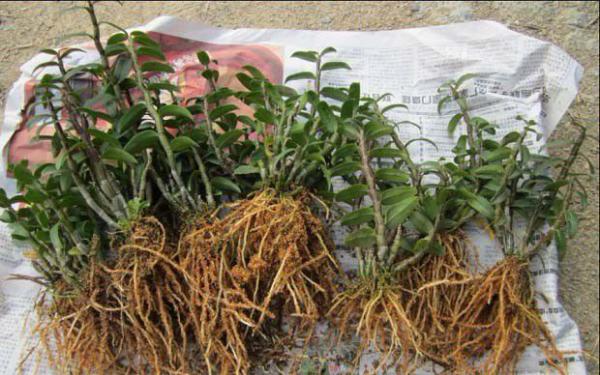 福斛1号品种好不好？