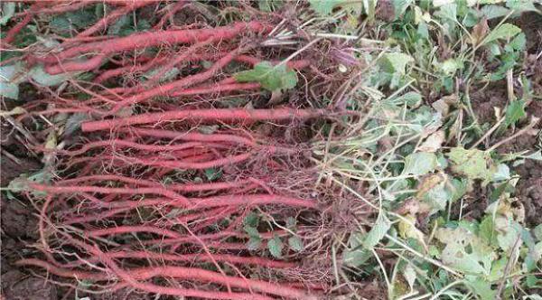 鲁原丹参1号品种好不好？