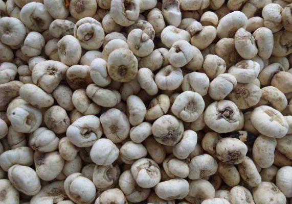 浙贝2号品种好不好？